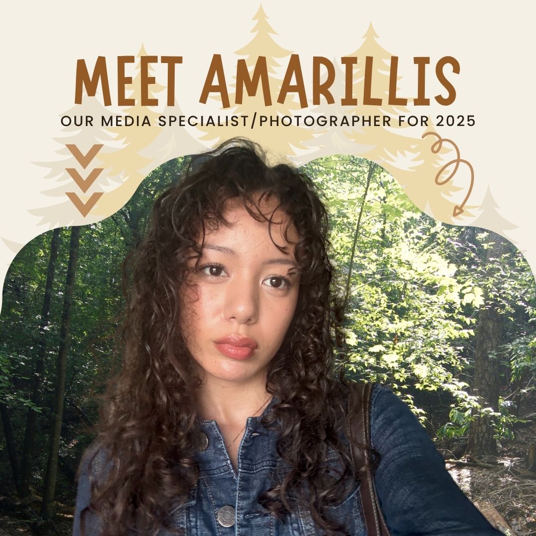 Amarillis Amarillis
